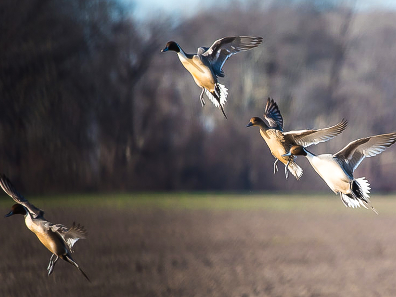 Home - Mississippi Wildlife Federation